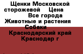 Щенки Московской сторожевой  › Цена ­ 25 000 - Все города Животные и растения » Собаки   . Краснодарский край,Краснодар г.